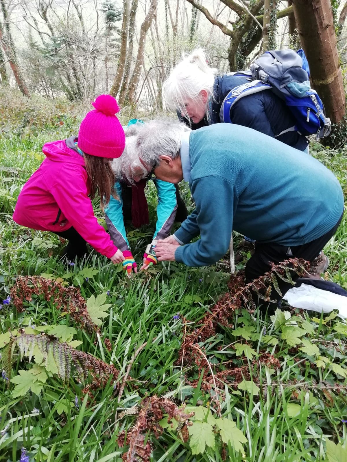 Volunteers examining bluebells and wildflowers in Gortig woodland, April 2019