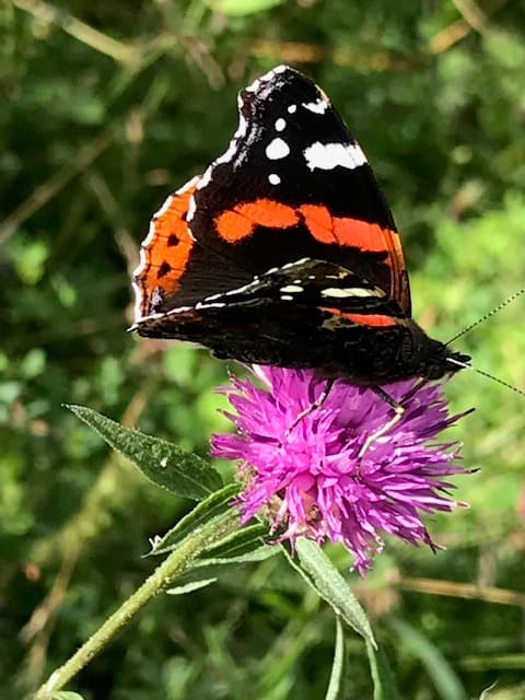 Red Admiral butterfly feeding on a purple thistle flower, August 2019