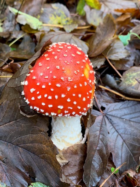 Fly Agaric (Amanita muscaria) mushroom nestled among autumn leaves on the woodland floor