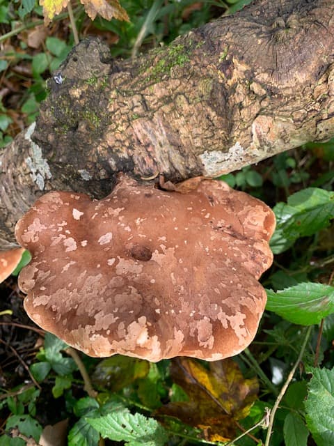 Large bracket fungus growing on a fallen tree — a sign of a healthy, ancient woodland