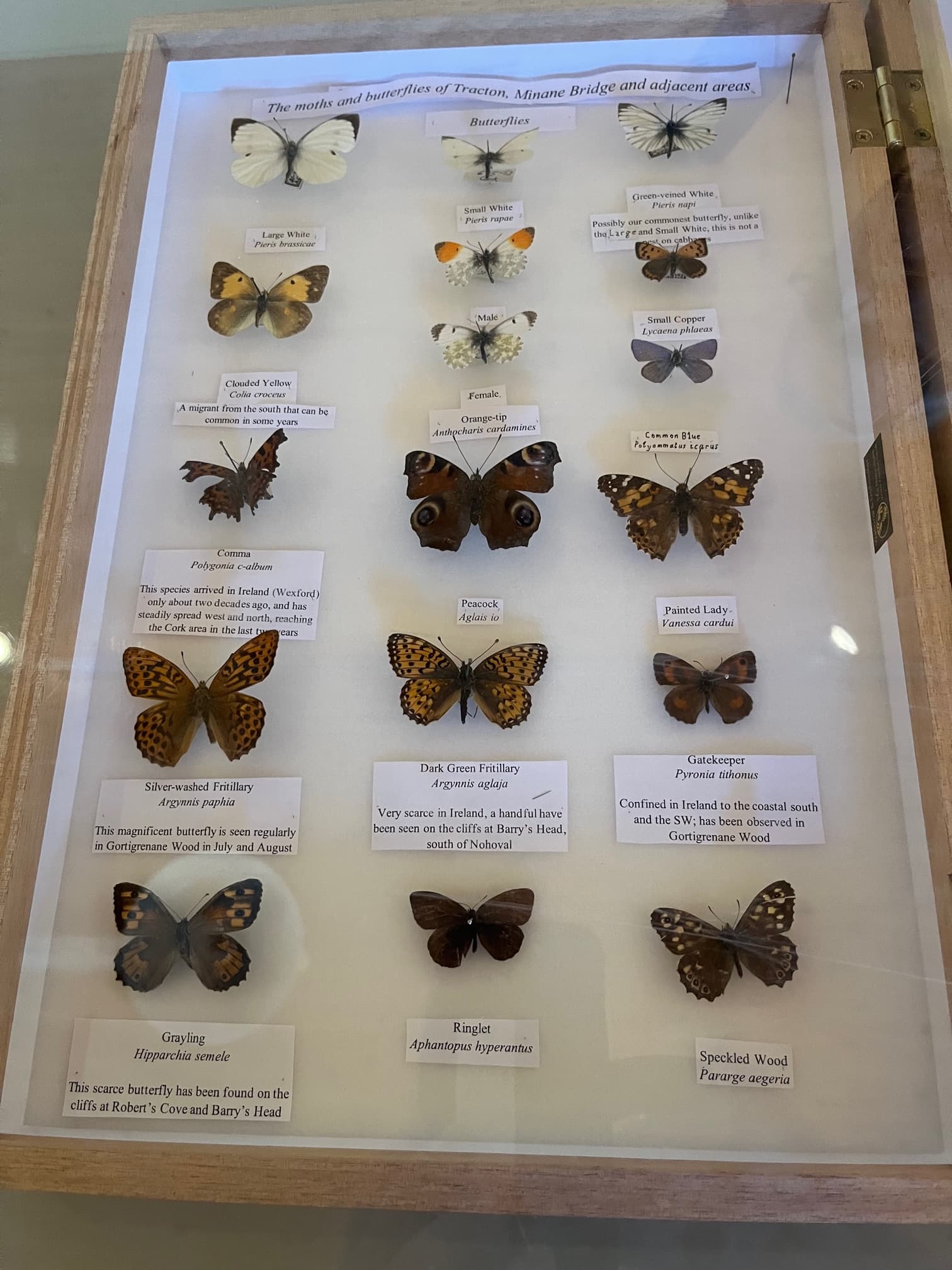 Display case of the butterflies of Tracton, Minane Bridge and adjacent areas — including Silver-washed Fritillary and Dark Green Fritillary