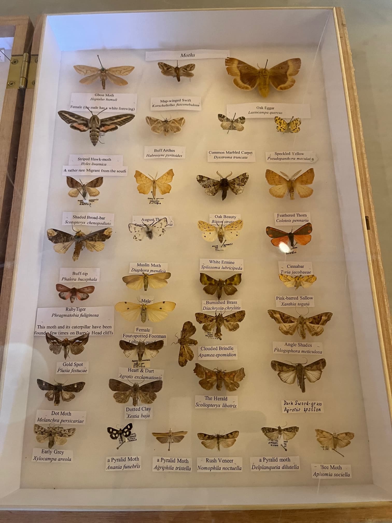 Display case of the moths of Tracton — including Striped Hawk-moth, Ruby Tiger and Cinnabar
